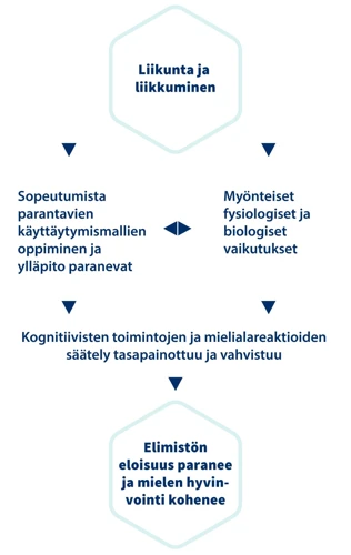 Liikunnan Positiiviset Vaikutukset Aivojen Terveyteen