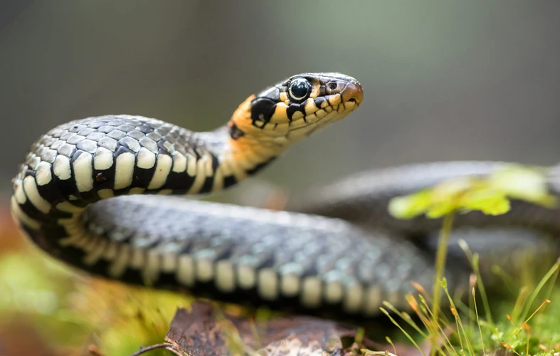 Käärmeen Symboliikan Tulkinta