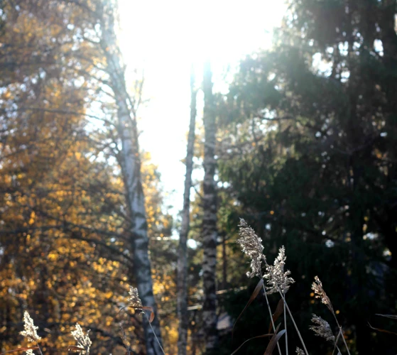 Metsäunien Tulkinta