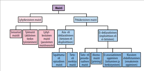 Rem-Unen Rooli Muistin Konsolidoinnissa