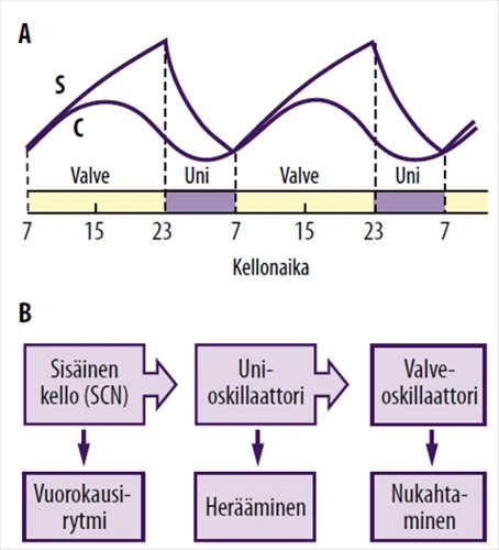 Autogeenisen Harjoituksen Vaikutus Unennäkemiseen