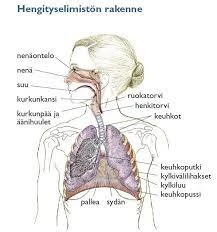 Hengitysilmiön Perusteet