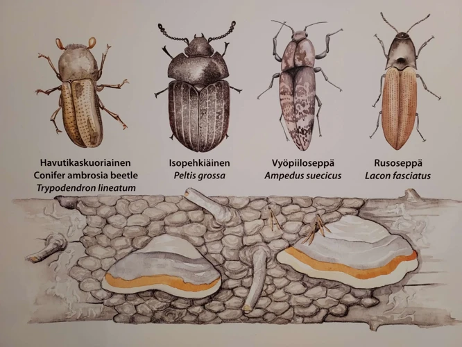 Kuoriaiset Ja Suomalainen Kulttuuri