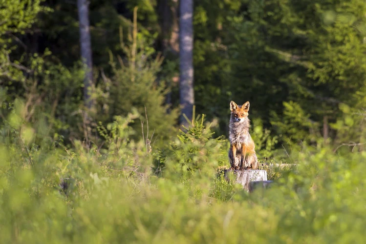 Metsästäjäunien Tulkinta