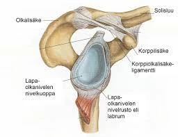 Olkapään Unen Yleisimmät Merkitykset