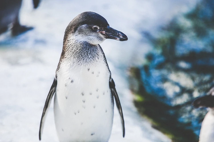 Pingviinien Unikokemukset