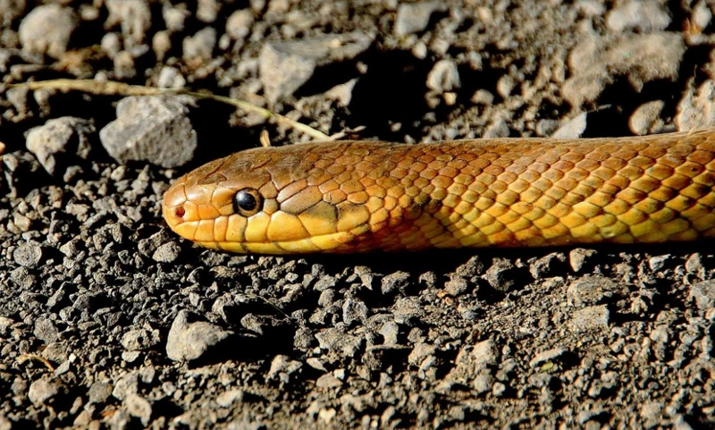 Unisymboliikan Merkitys Jauhoille