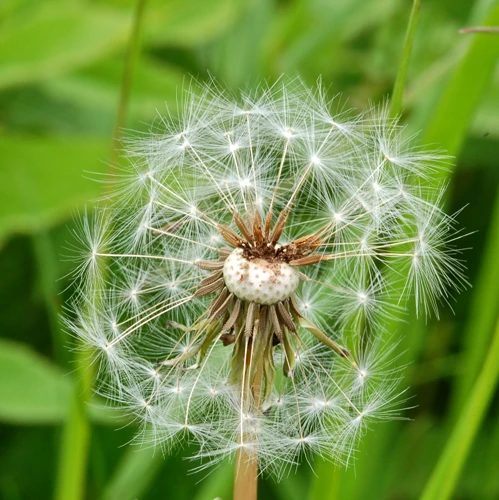 Voikukan Symboliikka